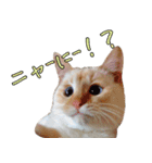 実写版 猫のまるちゃん おまけでノラ猫（個別スタンプ：15）
