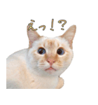 実写版 猫のまるちゃん おまけでノラ猫（個別スタンプ：16）