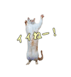 実写版 猫のまるちゃん おまけでノラ猫（個別スタンプ：18）