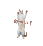 実写版 猫のまるちゃん おまけでノラ猫（個別スタンプ：19）