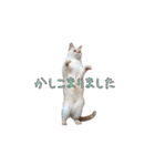 実写版 猫のまるちゃん おまけでノラ猫（個別スタンプ：20）