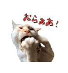 実写版 猫のまるちゃん おまけでノラ猫（個別スタンプ：21）