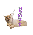 実写版 猫のまるちゃん おまけでノラ猫（個別スタンプ：22）