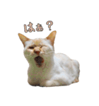 実写版 猫のまるちゃん おまけでノラ猫（個別スタンプ：23）