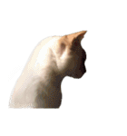 実写版 猫のまるちゃん おまけでノラ猫（個別スタンプ：24）