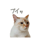 実写版 猫のまるちゃん おまけでノラ猫（個別スタンプ：25）