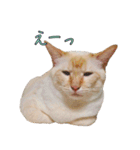 実写版 猫のまるちゃん おまけでノラ猫（個別スタンプ：26）