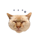 実写版 猫のまるちゃん おまけでノラ猫（個別スタンプ：28）