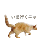 実写版 猫のまるちゃん おまけでノラ猫（個別スタンプ：29）