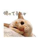 実写版 猫のまるちゃん おまけでノラ猫（個別スタンプ：30）