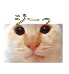 実写版 猫のまるちゃん おまけでノラ猫（個別スタンプ：31）