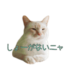 実写版 猫のまるちゃん おまけでノラ猫（個別スタンプ：32）