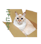 実写版 猫のまるちゃん おまけでノラ猫（個別スタンプ：33）
