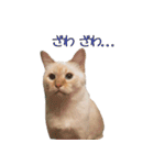 実写版 猫のまるちゃん おまけでノラ猫（個別スタンプ：34）