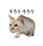 実写版 猫のまるちゃん おまけでノラ猫（個別スタンプ：35）