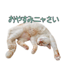 実写版 猫のまるちゃん おまけでノラ猫（個別スタンプ：36）
