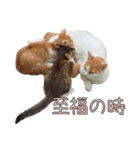 実写版 猫のまるちゃん おまけでノラ猫（個別スタンプ：37）