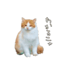 実写版 猫のまるちゃん おまけでノラ猫（個別スタンプ：38）