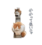 実写版 猫のまるちゃん おまけでノラ猫（個別スタンプ：39）