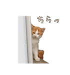実写版 猫のまるちゃん おまけでノラ猫（個別スタンプ：40）