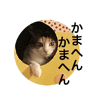 関西弁で三毛猫ジャムの写真（個別スタンプ：4）