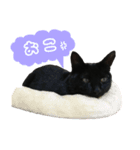 にゃごの日常②（個別スタンプ：7）