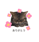 さばにゃんのスタンプ（個別スタンプ：1）