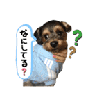 ぺたころスタンプ（個別スタンプ：4）