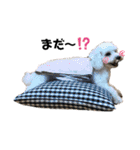 ぺたころスタンプ（個別スタンプ：13）