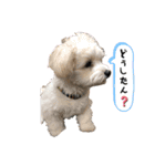 ぺたころスタンプ（個別スタンプ：17）