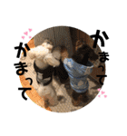 ぺたころスタンプ（個別スタンプ：37）