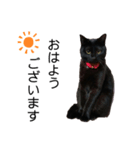 黒猫ひじきの敬語（個別スタンプ：1）