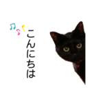 黒猫ひじきの敬語（個別スタンプ：2）