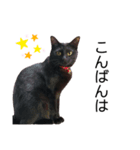 黒猫ひじきの敬語（個別スタンプ：3）