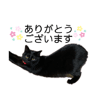 黒猫ひじきの敬語（個別スタンプ：5）