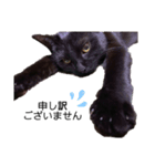 黒猫ひじきの敬語（個別スタンプ：6）