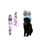 黒猫ひじきの敬語（個別スタンプ：7）