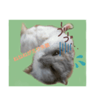 愛しのマカロン（個別スタンプ：2）