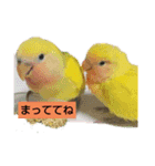 Kawafamily6（個別スタンプ：1）