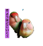 Kawafamily6（個別スタンプ：2）