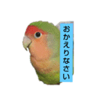 Kawafamily6（個別スタンプ：4）