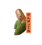 Kawafamily6（個別スタンプ：8）