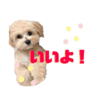myucolon(◡̈)/2（個別スタンプ：4）