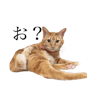 猫のかわいいスタンプ（個別スタンプ：1）