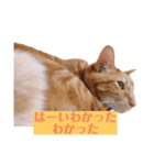 猫のかわいいスタンプ（個別スタンプ：2）