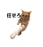 猫のかわいいスタンプ（個別スタンプ：4）