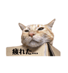 猫のかわいいスタンプ（個別スタンプ：5）