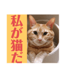猫のかわいいスタンプ（個別スタンプ：6）