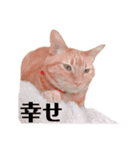猫のかわいいスタンプ（個別スタンプ：7）