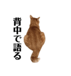 猫のかわいいスタンプ（個別スタンプ：8）